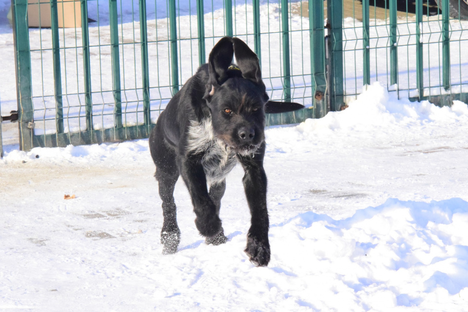 Psy ze schroniska w Kędzierzynie-Koźlu czekają na adopcję [fot.Schronisko dla bezdomnych zwierząt w Kędzierzynie-Koźlu/Facebook]