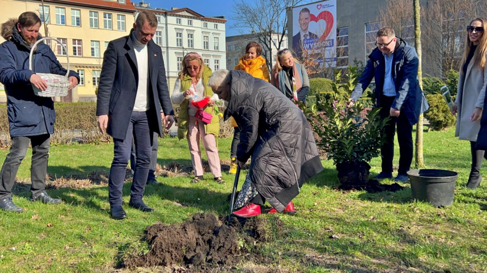 Kandydat na burmistrza Brzegu zasadził krzew symbolizujący zmiany