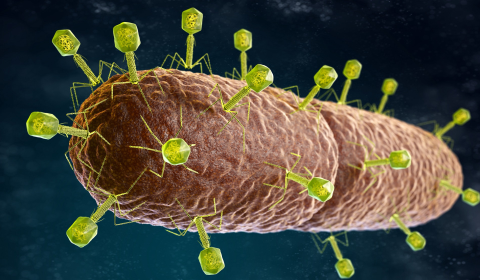 bakteriofagi na bakterii [fot. elements.envato.com]