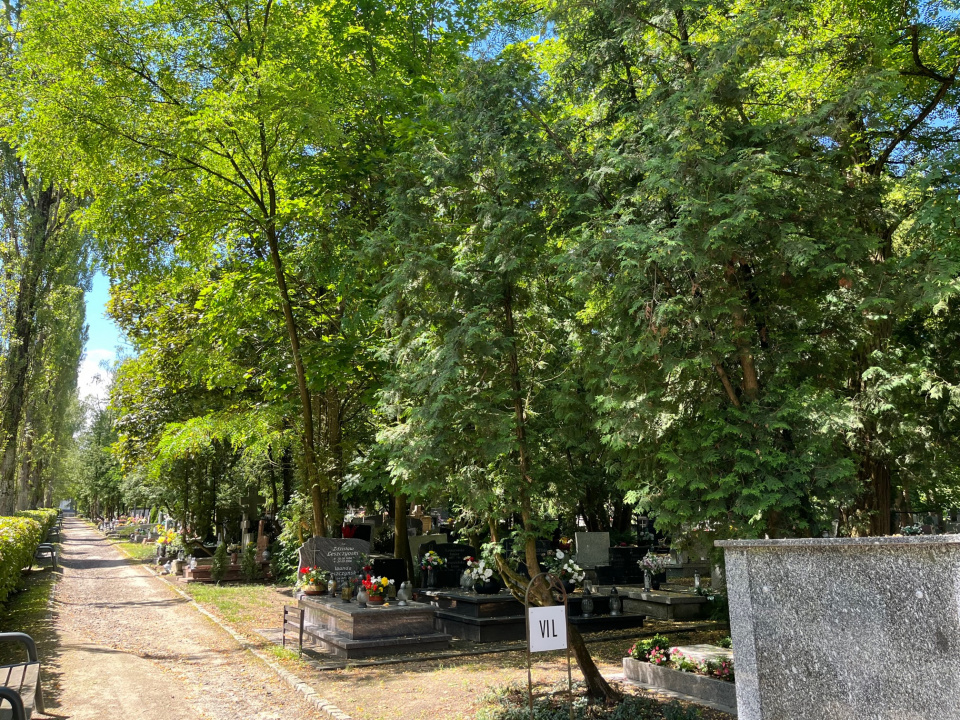 Nieznany dotąd sprawca zniszczył i zatruł drzewo na cmentarzu Opole-Półwieś [fot. Monika Matuszkiewicz]