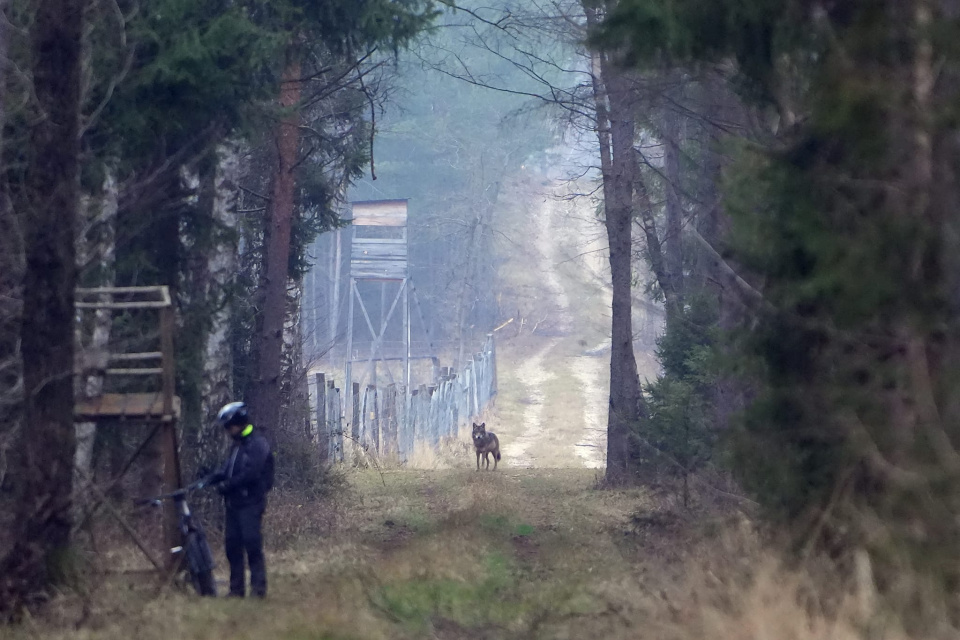 Wilki na przedmieściach Opola fot. Maria Borowczyk Roczek/Nadleśnictwo Opole